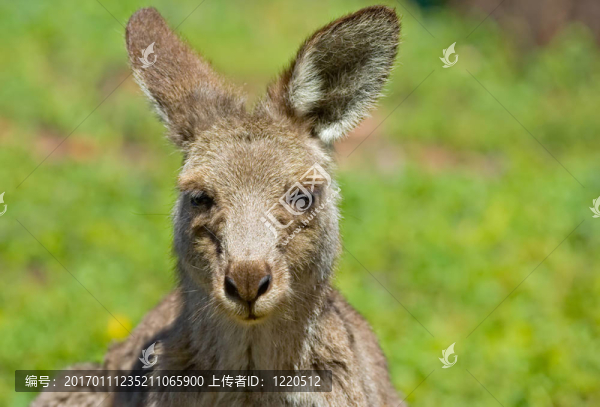袋鼠親密-匯圖網(wǎng) www.fosd68.com 袋鼠親密