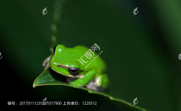 綠色
