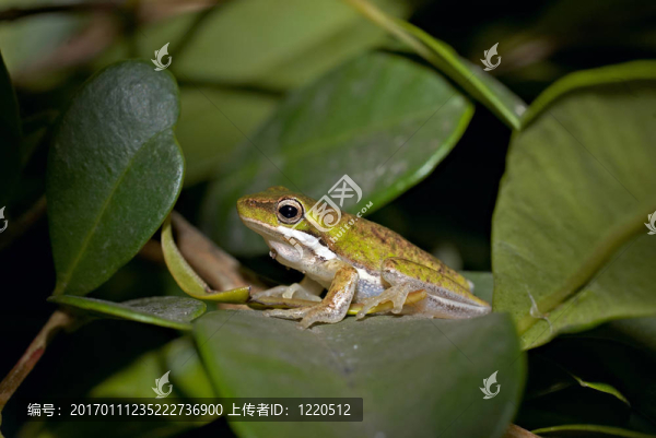 Litoria黃花倒水蓮