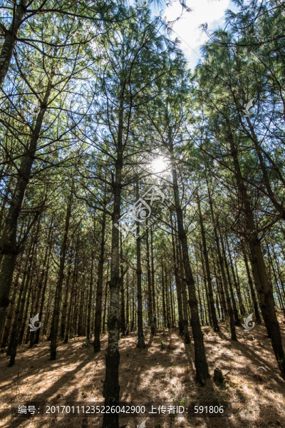 陽光透過松樹林