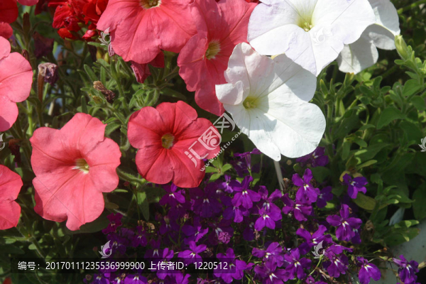 花園里的花