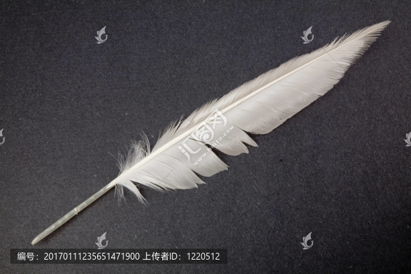 羽毛