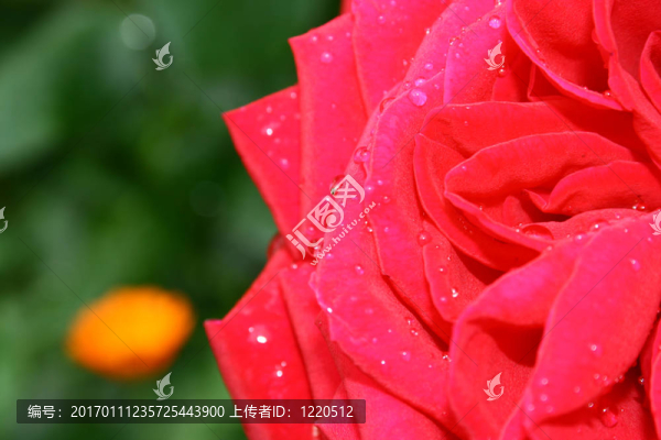 帶水滴的玫瑰