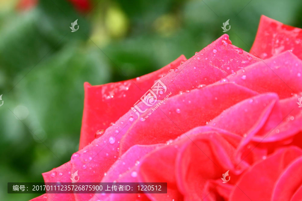 帶水滴的玫瑰