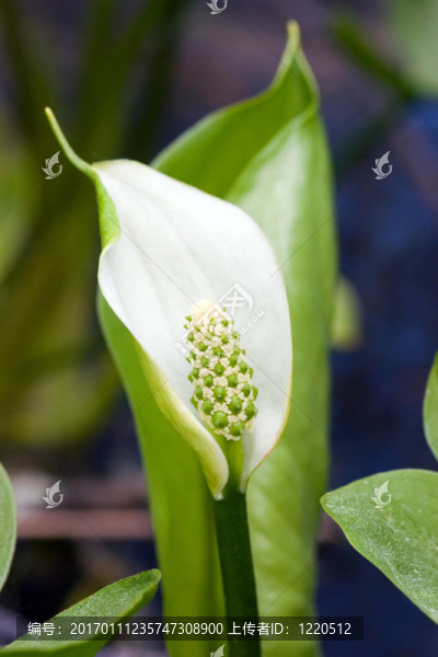 水芋