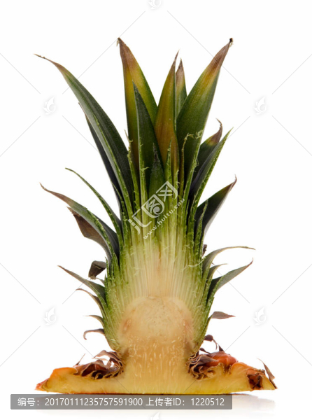 菠蘿