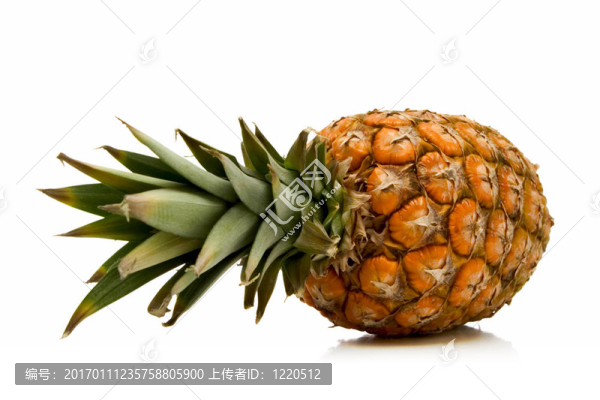 菠蘿