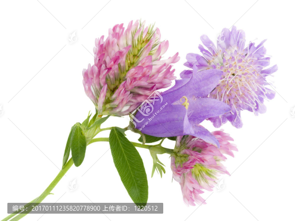 鮮花花束
