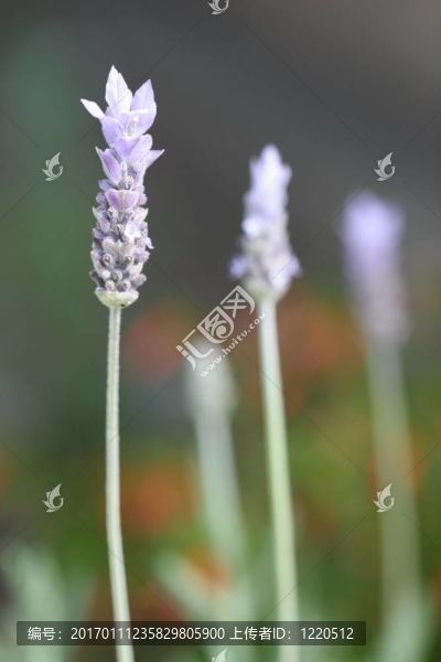 薰衣草的花