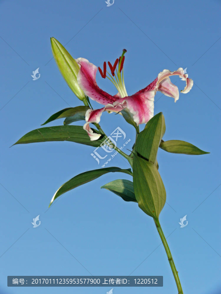 百合花