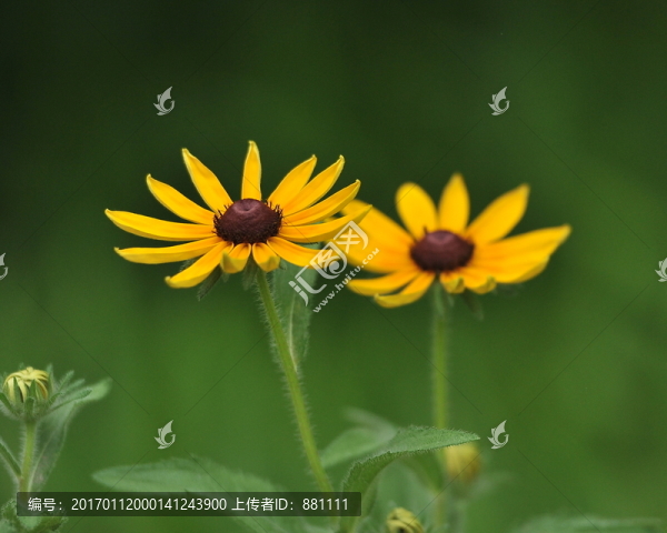 太陽花