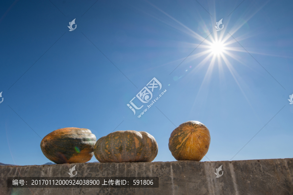 墻頭陽光下的倭瓜