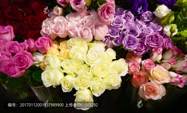 成簇的玫瑰花