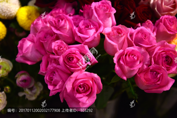 玫瑰花