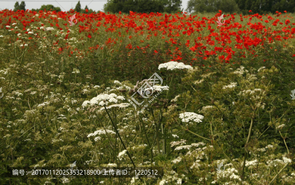 罌粟花田