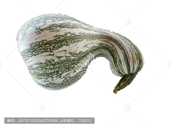 cushew壁球-匯圖網(wǎng) www.fosd68.com cushew壁球