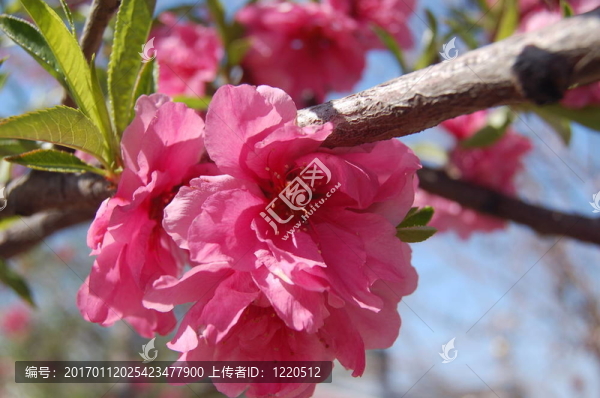 桃花