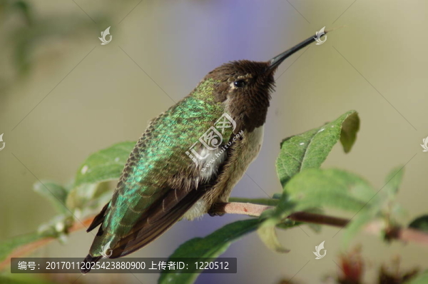 休息的蜂鳥