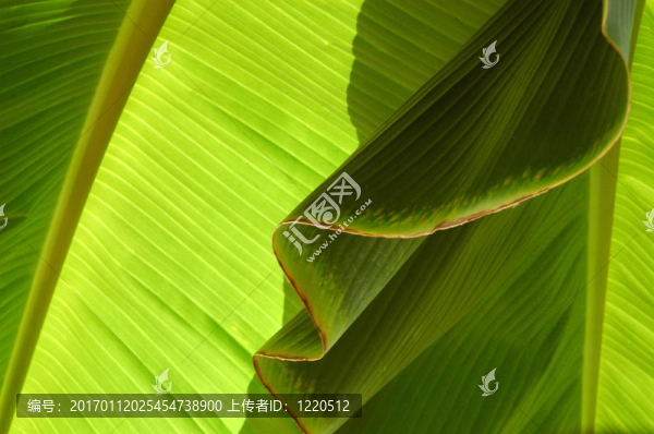 香蕉葉