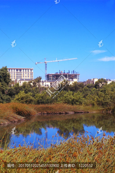 高層建筑附近的濕地