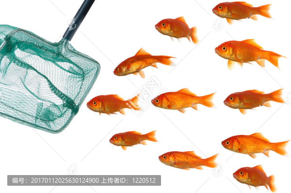 金魚