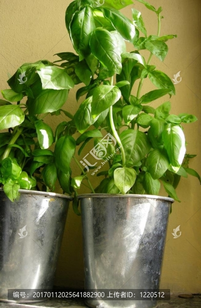 羅勒植物盆栽
