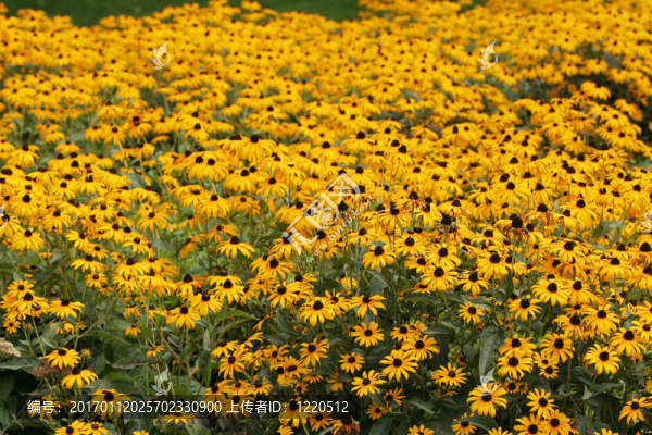 黃花松果菊