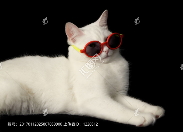 帶太陽眼鏡的白色貓-匯圖網(wǎng) www.fosd68.com 帶太陽眼鏡的白色貓