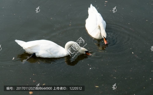 兩只白天鵝