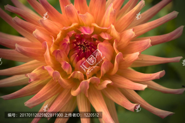 大麗花-匯圖網(wǎng) www.fosd68.com 大麗花