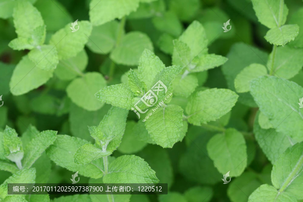 蘋果薄荷
