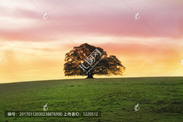 單獨的無花果樹在田野里