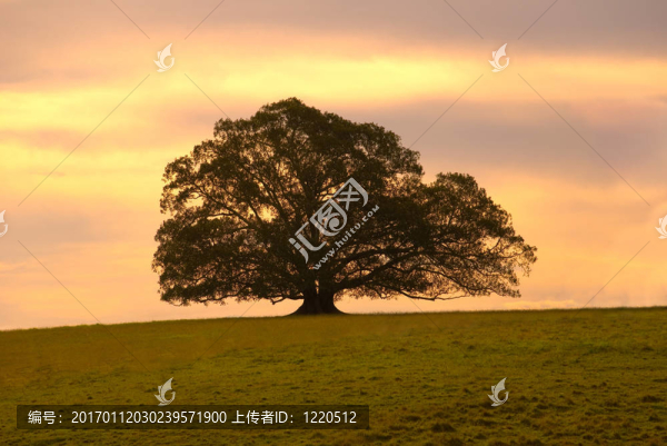 單一的莫頓灣無(wú)花果樹(shù)