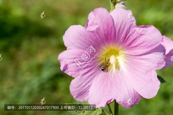 粉紅花與蜜蜂