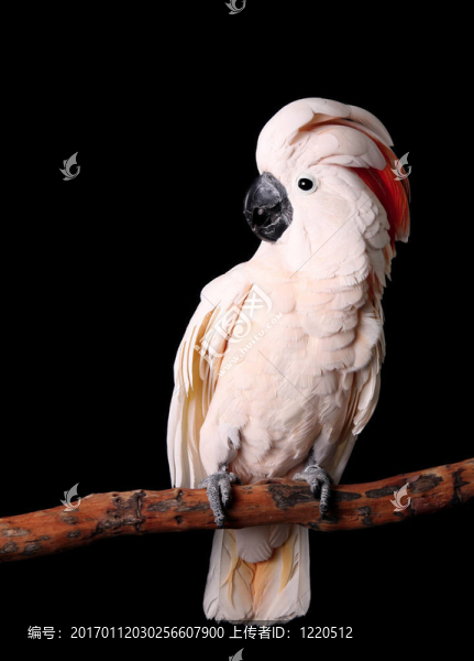 美麗的摩鹿加鳳頭鸚鵡平靜地坐在他的鱸魚-匯圖網(wǎng) www.fosd68.com 美麗的摩鹿加鳳頭鸚鵡平靜地坐在他的鱸魚