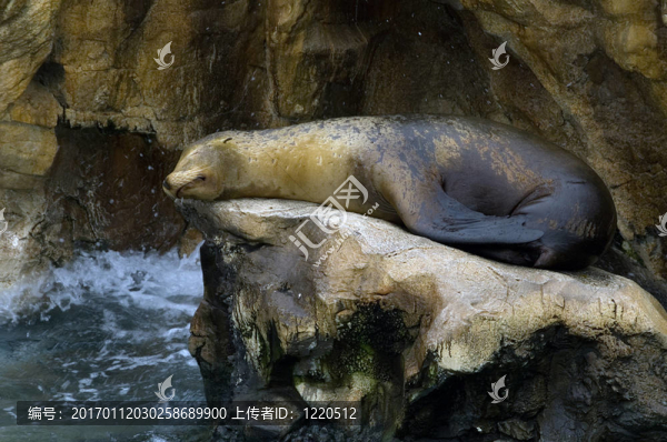 小海獅