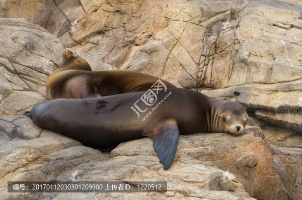 小海獅
