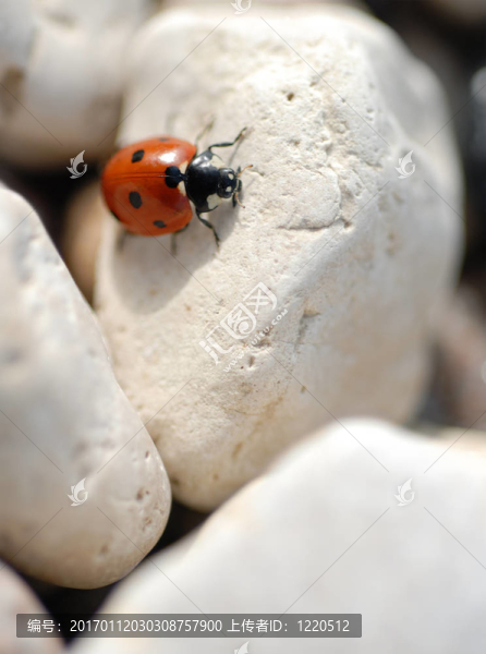 七星瓢蟲(chóng)在巖石區(qū)-匯圖網(wǎng) www.fosd68.com 七星瓢蟲(chóng)在巖石區(qū)