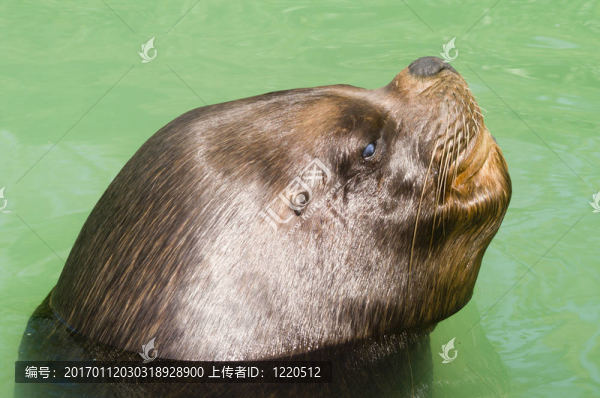 小海獅