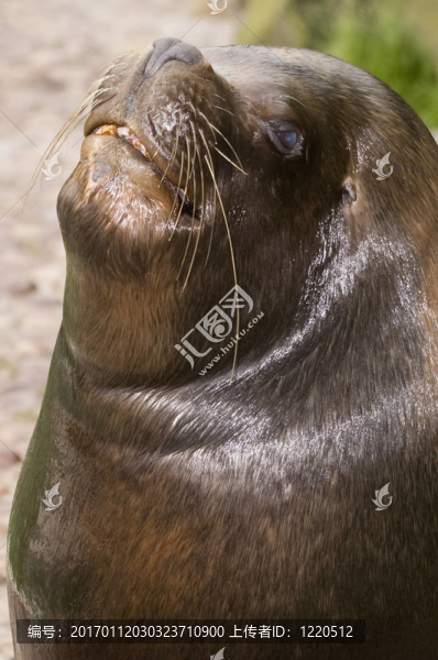 小海獅