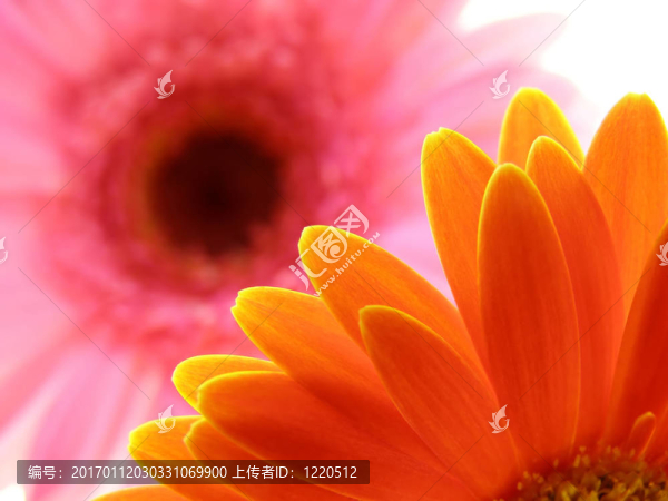 豐富多彩的非洲菊的花瓣