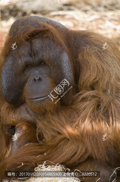 雄性猩猩-匯圖網(wǎng) www.fosd68.com 雄性猩猩