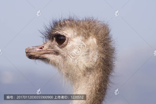 鴕鳥