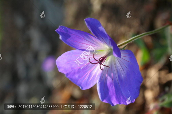藍(lán)色的亞麻花