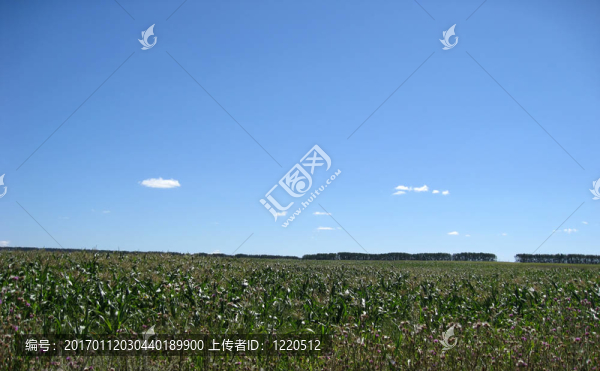 田間的玉米