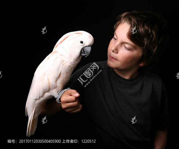 摩鹿加鳳頭鸚鵡與一個(gè)年輕的成年人