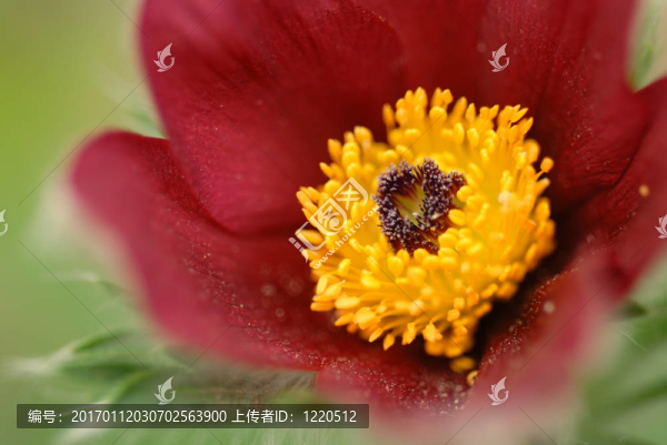 番紅花2