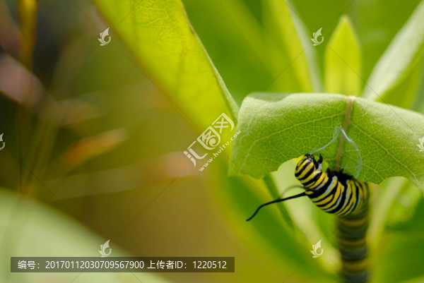 一個君主卡特彼勒宏（Danaus,plexippus）在乳草植物；與文本對左室。