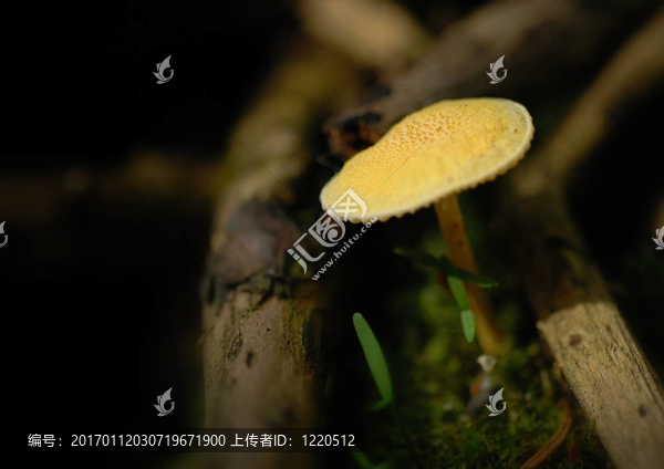 夢幻般的森林蘑菇