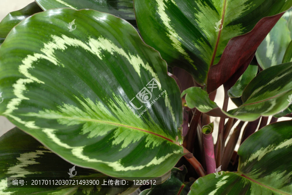 肖竹芋屬